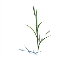 Vray景观植物SketchUp模型库蒲公英SU模型下载013