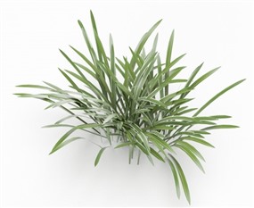 Vray景观植物SketchUp模型库花草SU模型下载019
