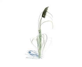 Vray景观植物SketchUp模型库农作物花草SU模型下载067