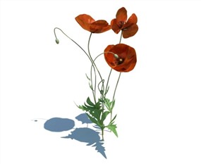 Vray景观植物SketchUp模型库野花SU模型下载072