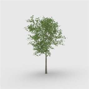 Vray for SketchUp草图大师室外植物模型下载003