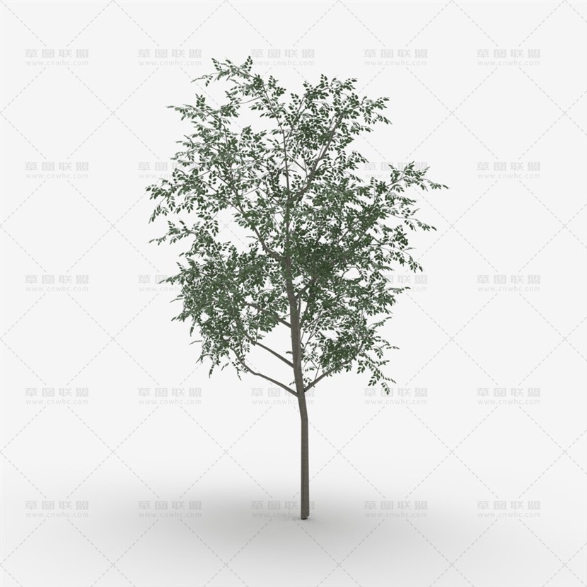 Vray&Enscape双材质景观植物树SketchUp模型下载096