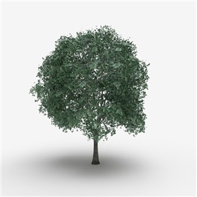 Vray&Enscape双材质景观植物树SketchUp模型下载027
