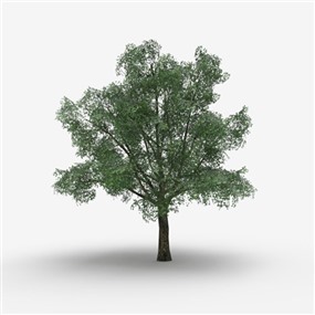 Vray&Enscape双材质景观植物树SketchUp模型下载028