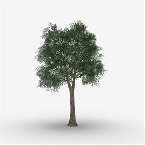 Vray&Enscape双材质景观植物树SketchUp模型下载115