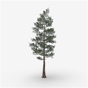 Vray&Enscape双材质景观植物树SketchUp模型下载135