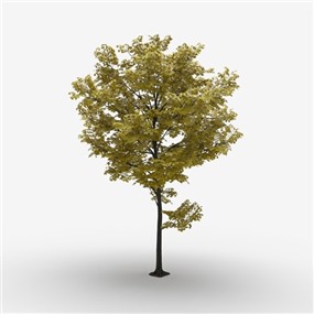 Vray&Enscape双材质景观植物树SketchUp模型下载200