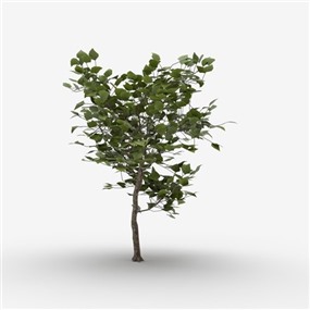 Vray&Enscape双材质景观灌木植物SketchUp模型下载064