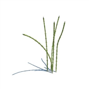 Vray&Enscape双材质景观花草植物SketchUp模型下载145