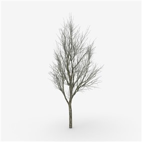 Vray&Enscape双材质景观植物树SketchUp模型下载155