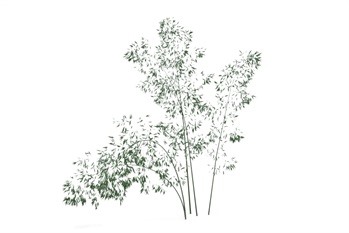 竹子SketchUp草图大师模型下载024