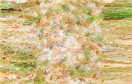 Enscape草地材质贴图下载005