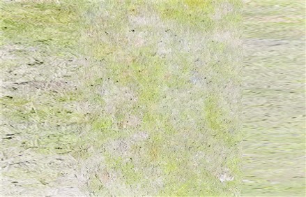 Enscape草地材质贴图下载010