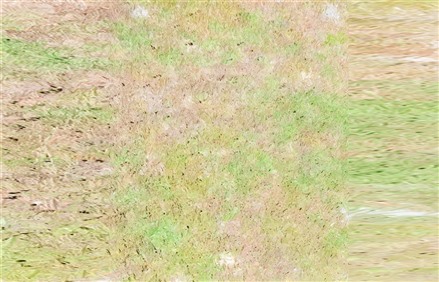Enscape草地材质贴图下载012
