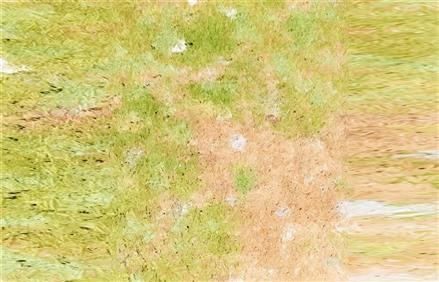 Enscape草地材质贴图下载019