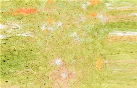 Enscape草地材质贴图下载026