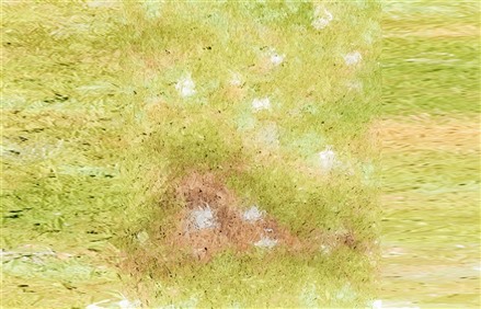 Enscape草地材质贴图下载027