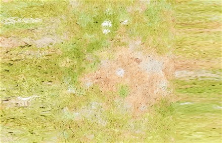 Enscape草地材质贴图下载028