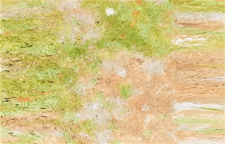 Enscape草地材质贴图下载030