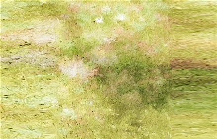 Enscape草地材质贴图下载031