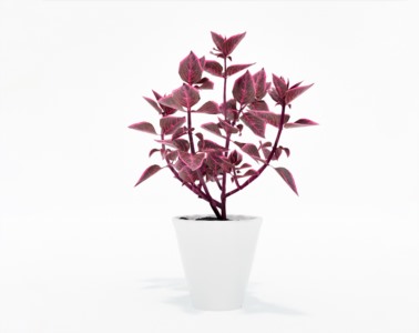 盆栽植物SketchUp草图大师模型下载341