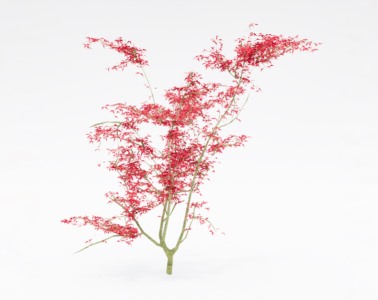 树木乔本植物SketchUp草图大师SU模型下载066