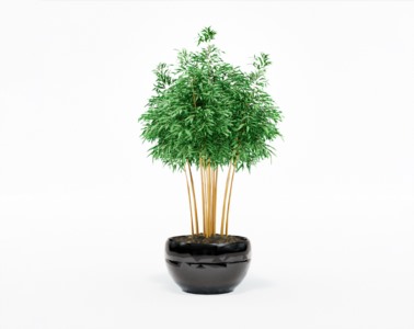 盆栽植物SketchUp草图大师模型下载066