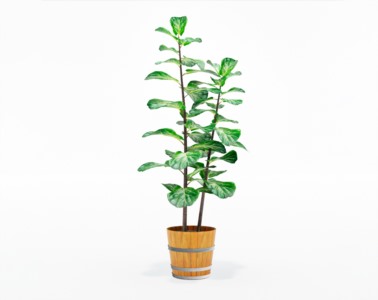 盆栽植物SketchUp草图大师模型下载211