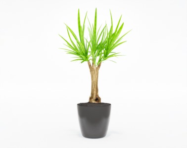 盆栽植物SketchUp草图大师模型下载355