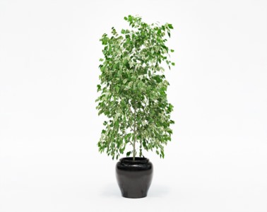 盆栽植物SketchUp草图大师模型下载359