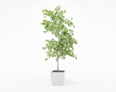 盆栽植物SketchUp草图大师模型下载361