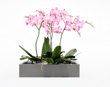 盆栽植物SketchUp草图大师模型下载370