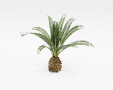 棕榈植物SketchUp草图大师SU模型下载003