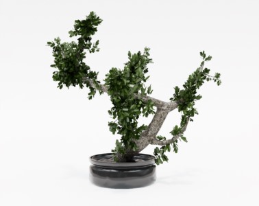 盆景植物SketchUp草图大师SU模型下载005