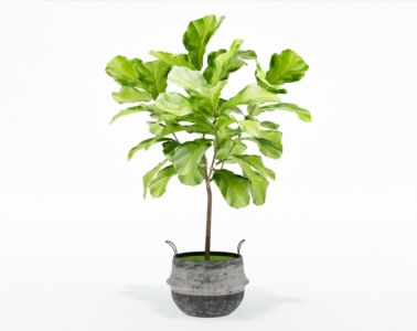 盆栽植物SketchUp草图大师模型下载383