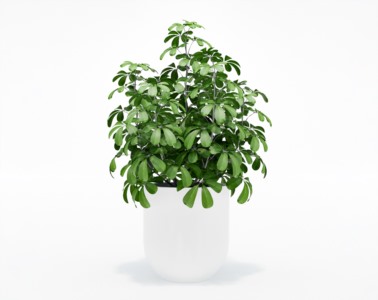 盆栽植物SketchUp草图大师模型下载540
