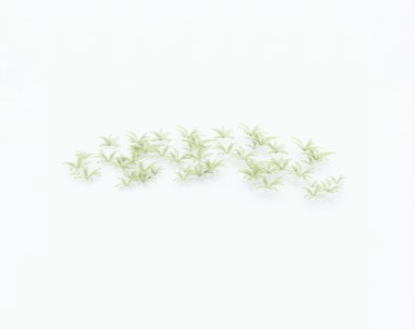 小草植物SketchUp草图大师SU模型下载010