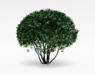 灌木植物SketchUp草图大师SU模型下载092
