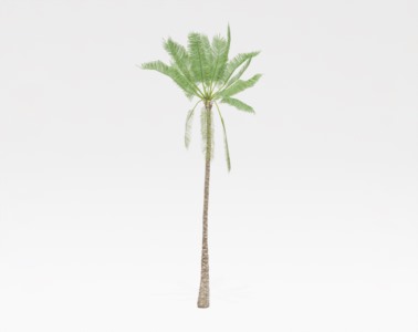 棕榈植物SketchUp草图大师SU模型下载020