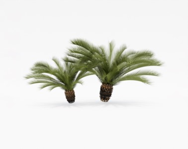 棕榈植物SketchUp草图大师SU模型下载035