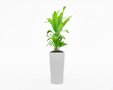 盆栽植物SketchUp草图大师模型下载114