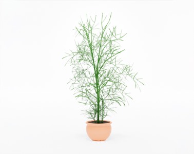 盆栽植物SketchUp草图大师模型下载271