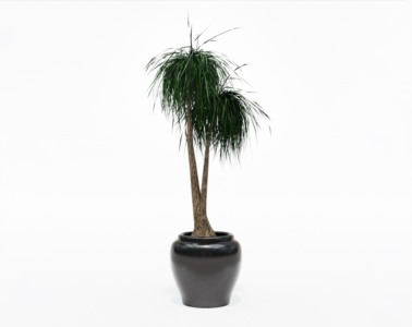 盆栽植物SketchUp草图大师模型下载419