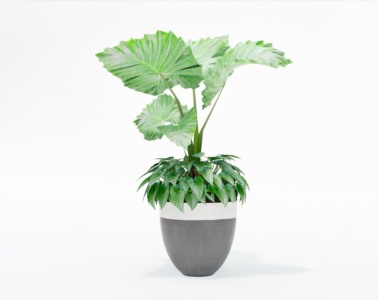 盆栽植物SketchUp草图大师模型下载574
