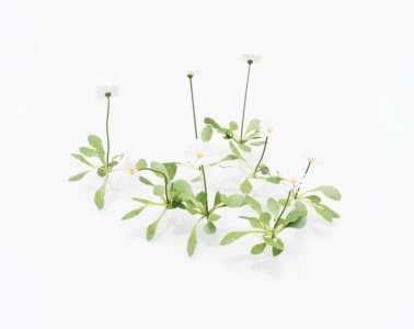 花草植物SketchUp草图大师SU模型下载005