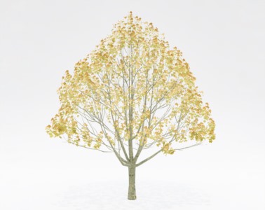 树木乔本植物SketchUp草图大师SU模型下载009