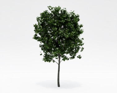 树木乔本植物SketchUp草图大师SU模型下载160
