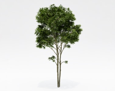 树木乔本植物SketchUp草图大师SU模型下载166