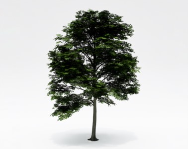 树木乔本植物SketchUp草图大师SU模型下载171