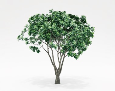 花木果树植物SketchUp草图大师SU模型下载137